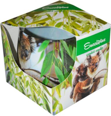 eukaliptus kopia